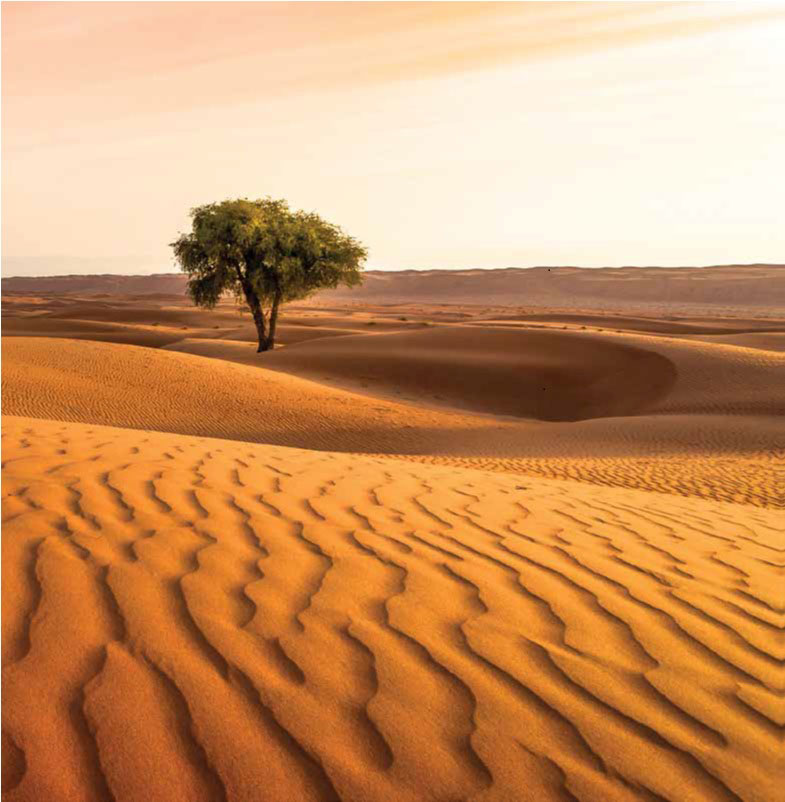 Tree in desert