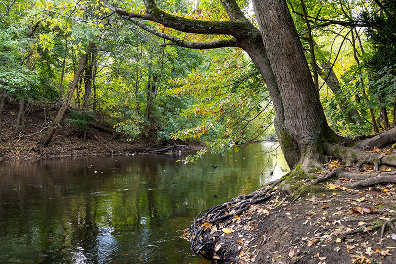 TPL Edgewater Cleanup